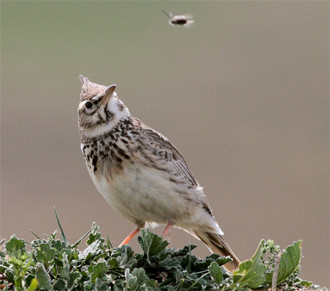 …and Crested Lark…